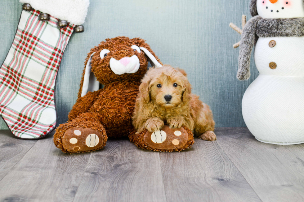 Cavapoo Puppy for Adoption