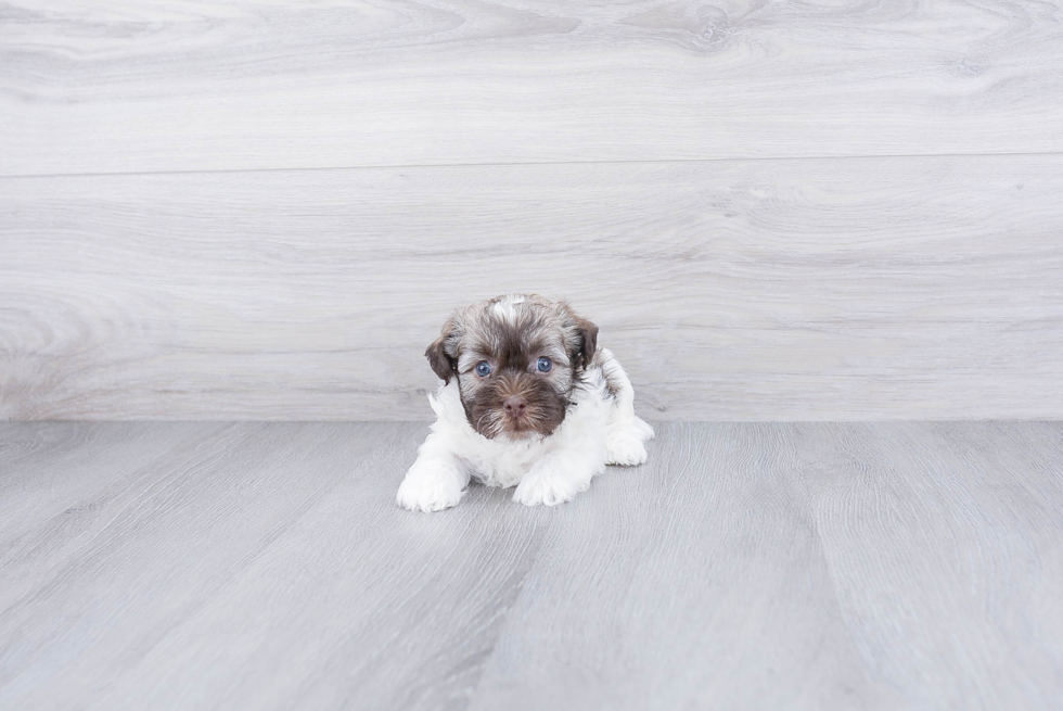 Havanese Pup Being Cute