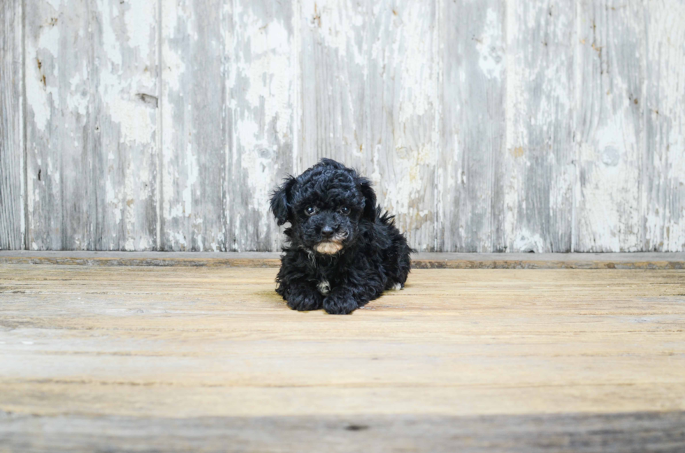 Sweet Pudle Purebred Puppy