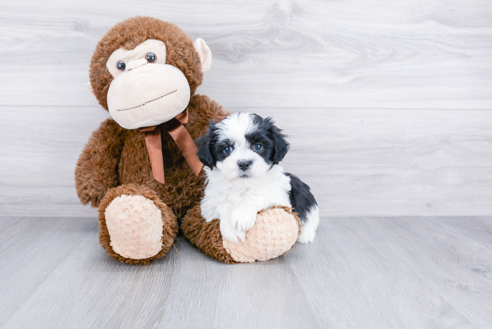 Teddy Bear Pup Being Cute