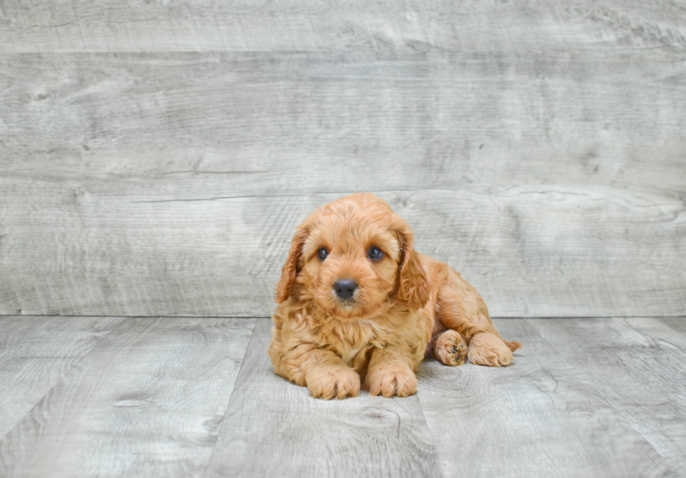 Best Cavapoo Baby