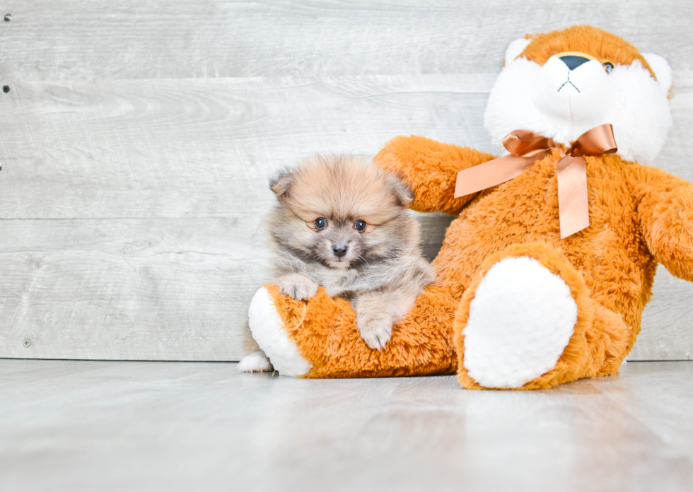 Best Pomeranian Baby