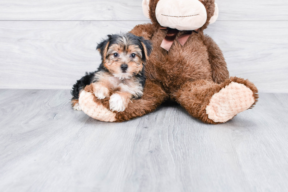 Meet Izzie - our Yorkshire Terrier Puppy Photo 