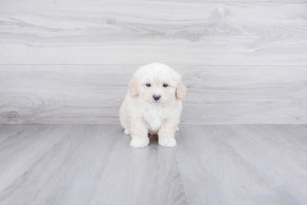 Best Mini Bernedoodle Baby