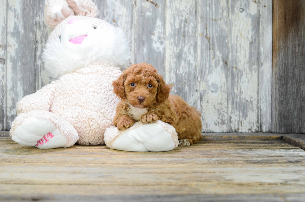 Cavapoo Puppy for Adoption