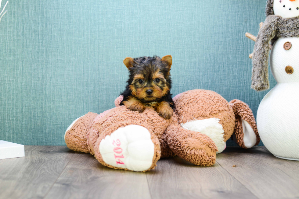 Meet Teacup-Jeremy - our Yorkshire Terrier Puppy Photo 