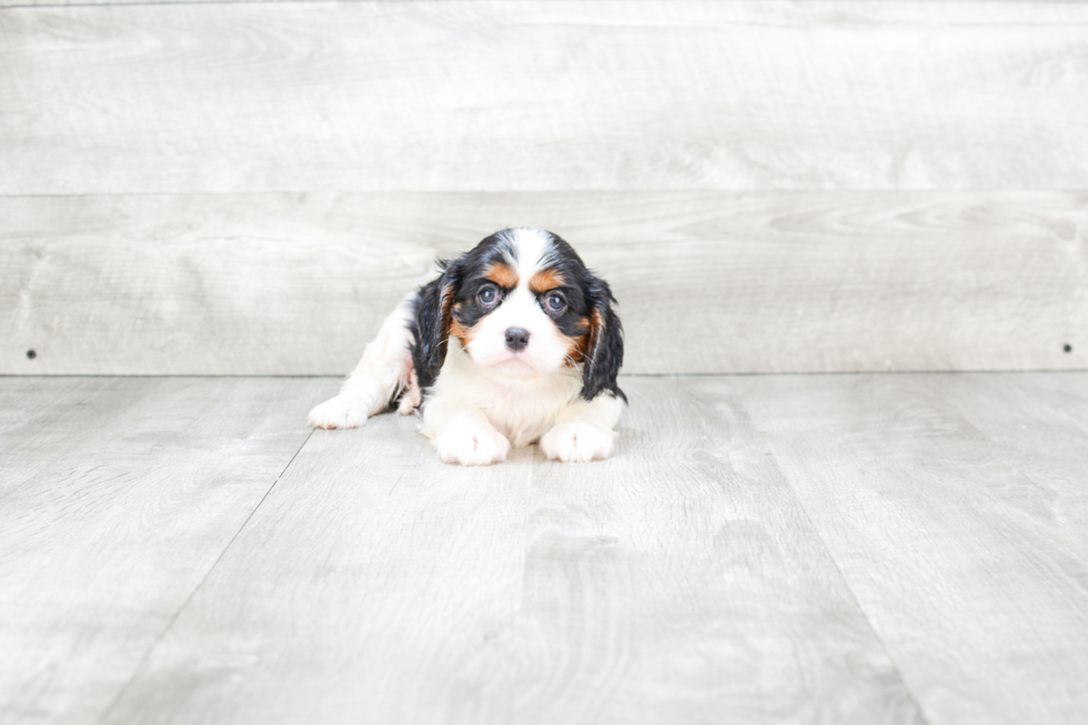 Cavalier King Charles Spaniel Puppy for Adoption