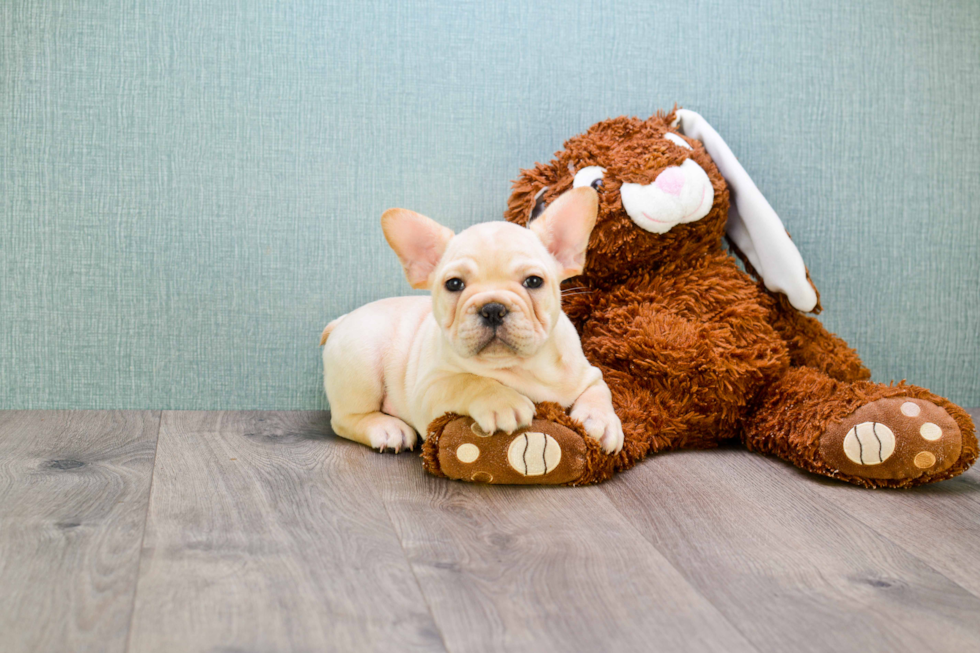 Energetic Frenchie Purebred Puppy