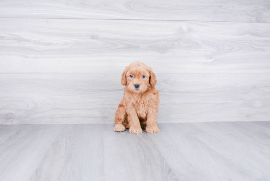 Hypoallergenic Golden Retriever Poodle Mix Puppy