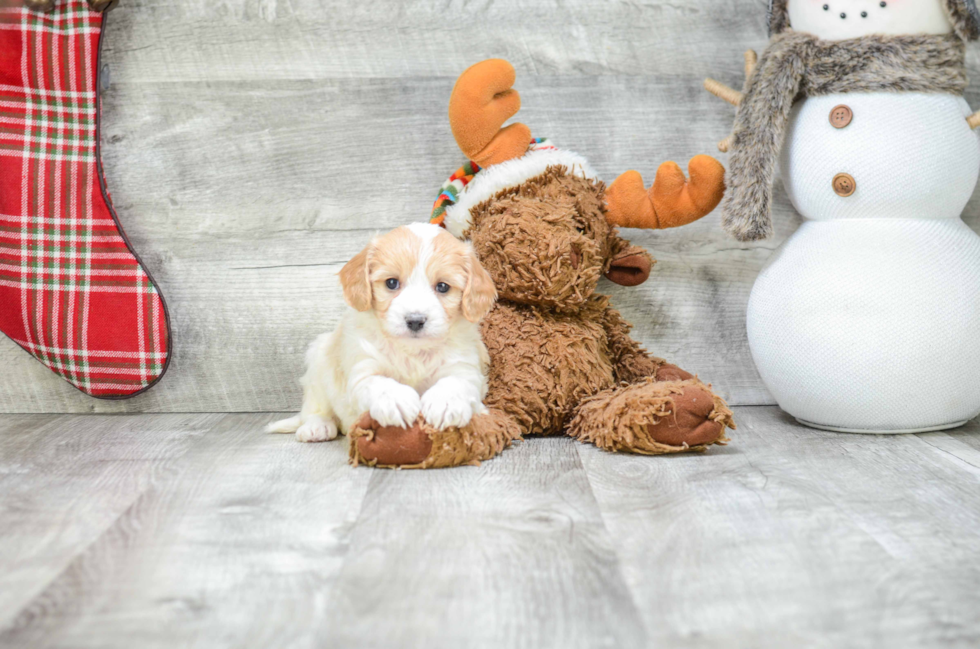 Friendly Cavachon Baby
