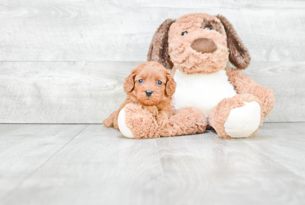 Best Cavapoo Baby