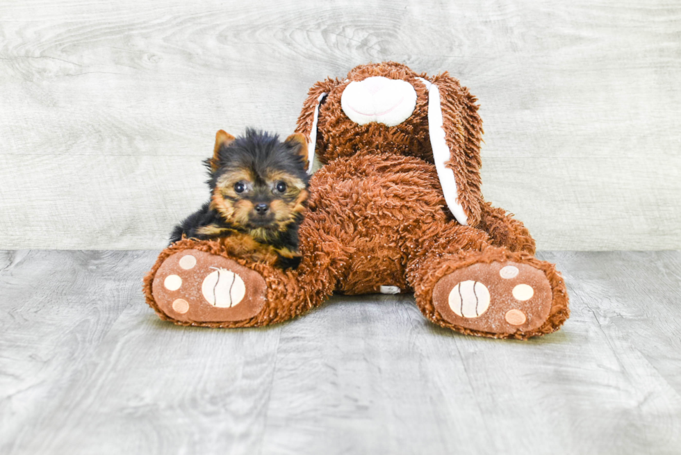 Meet Tinkerbell - our Yorkshire Terrier Puppy Photo 