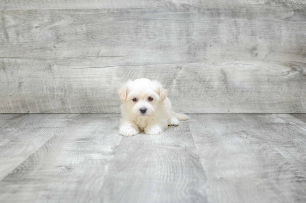 Best Maltipoo Baby