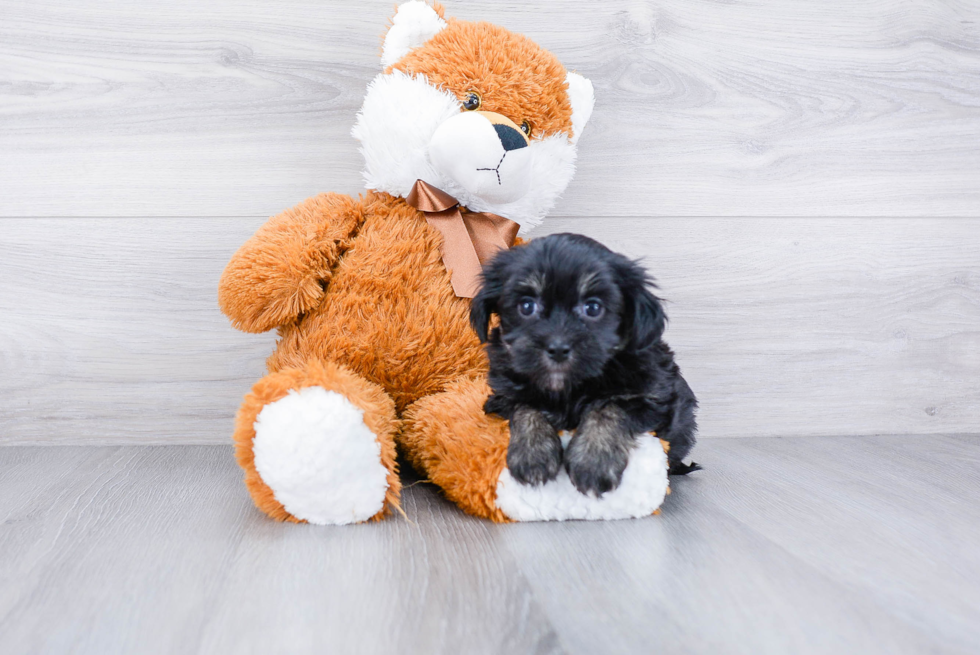 Havanese Pup Being Cute