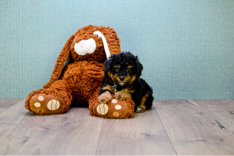 Yorkie Poo Pup Being Cute