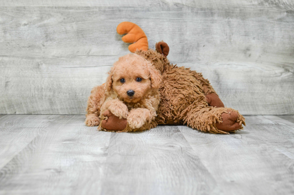 Best Cavapoo Baby