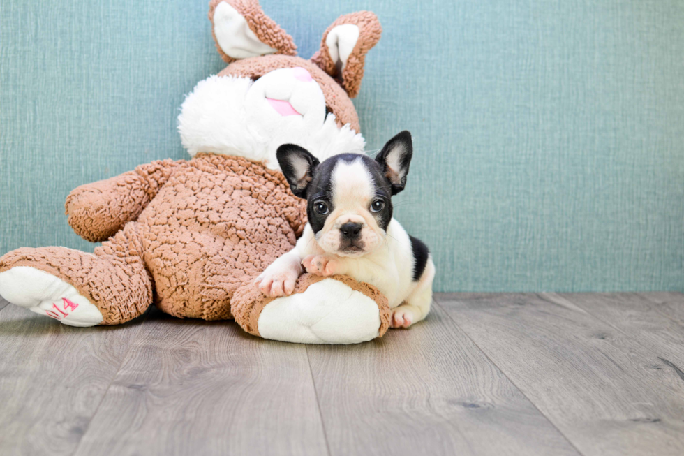 Funny French Bulldog Purebred Pup