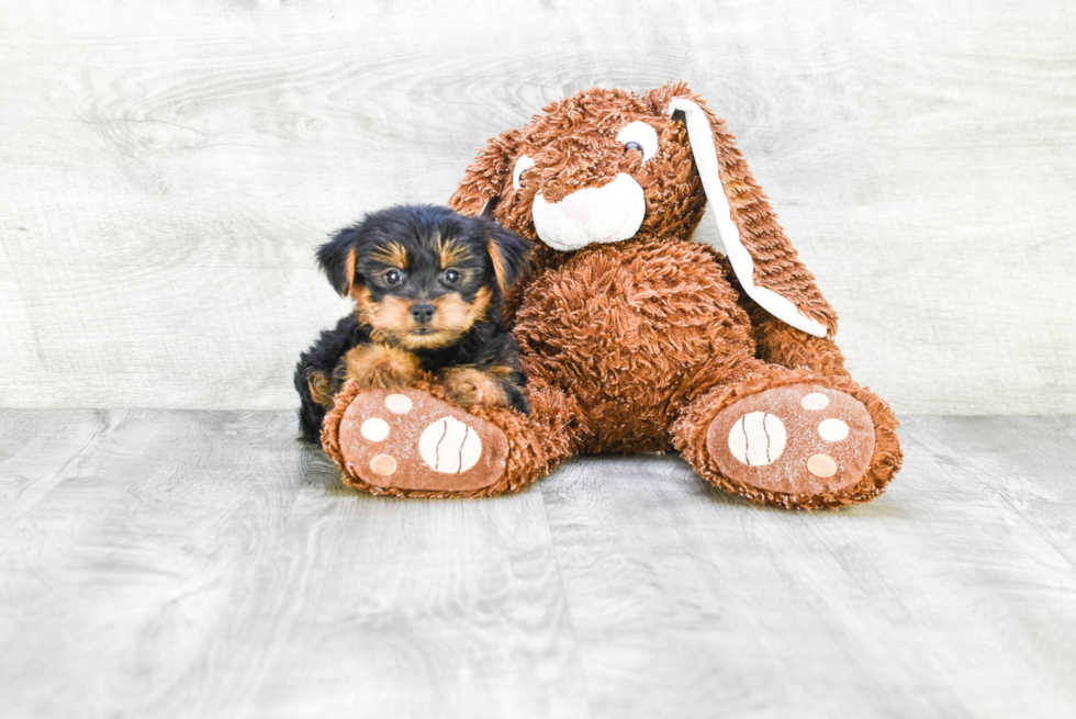 Meet Timmy - our Yorkshire Terrier Puppy Photo 