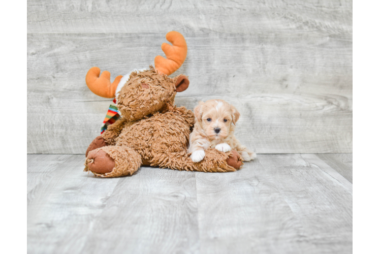 Maltipoo Puppy for Adoption