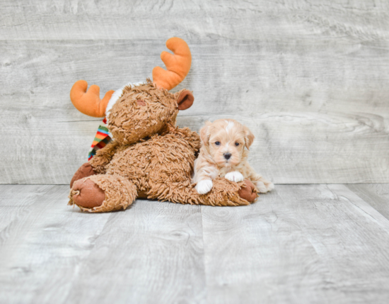 Maltipoo Puppy for Adoption