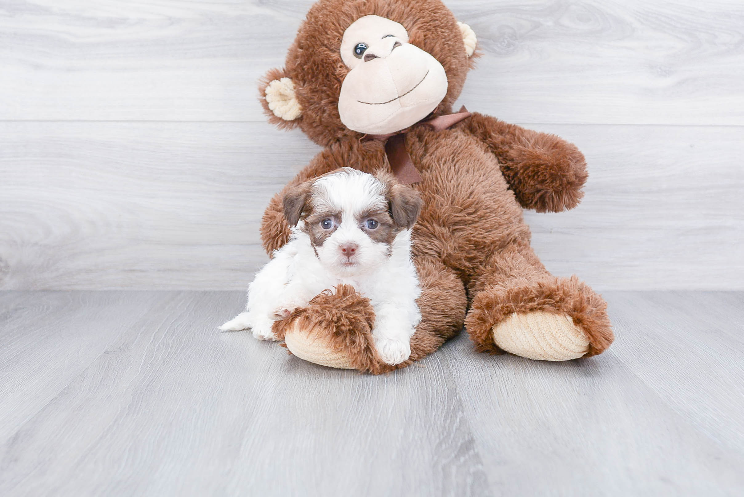 Best Teddy Bear Baby
