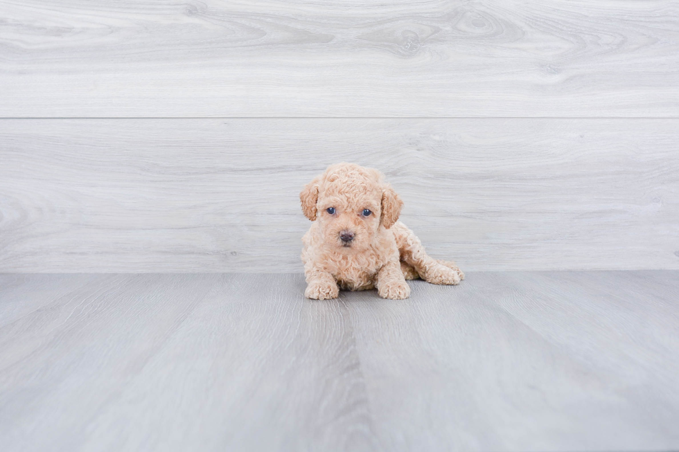 Funny Cavapoo Poodle Mix Pup
