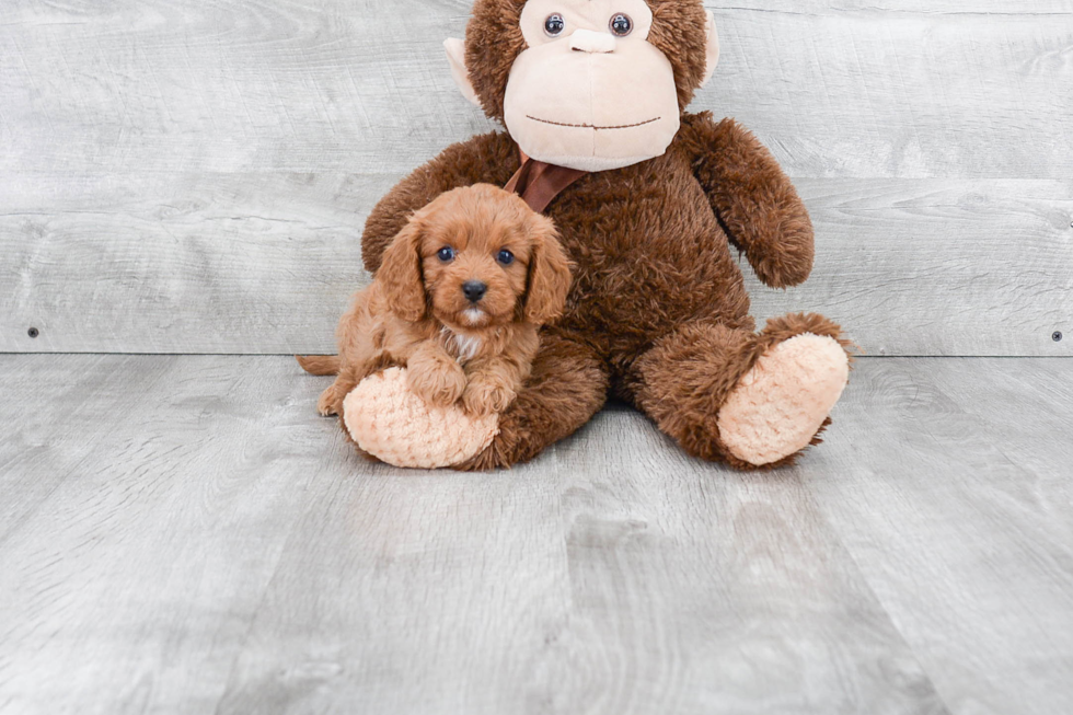 Cavapoo Pup Being Cute