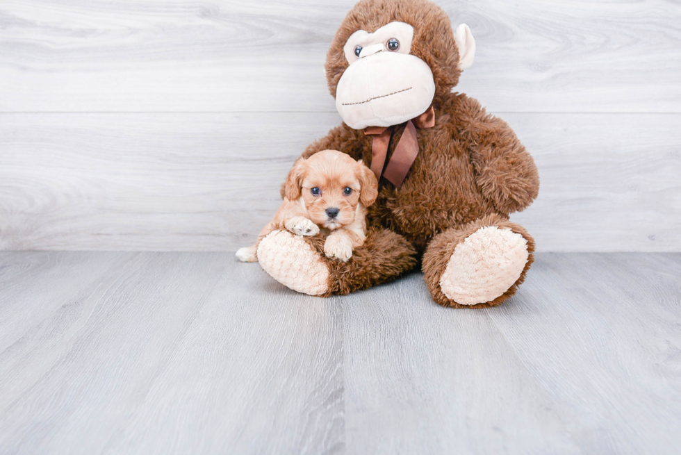 Fluffy Cavachon Designer Pup