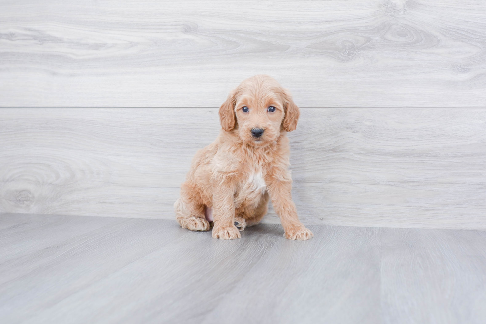 Mini Goldendoodle Puppy for Adoption