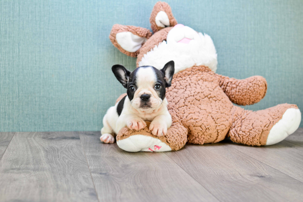 French Bulldog Puppy for Adoption