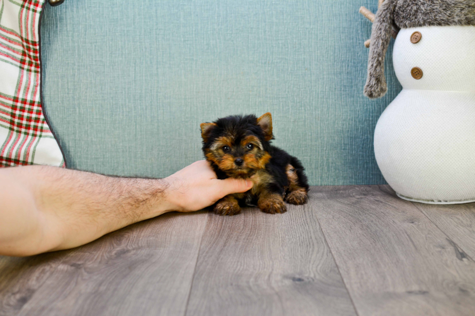 Meet Heidi - our Yorkshire Terrier Puppy Photo 