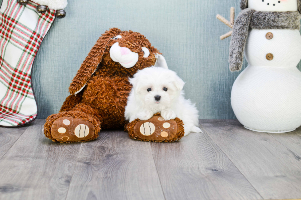 Maltese Pup Being Cute