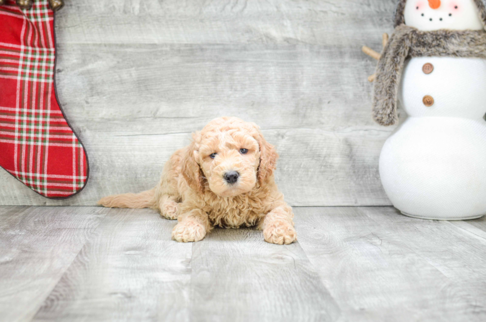 Petite Mini Goldendoodle Poodle Mix Pup