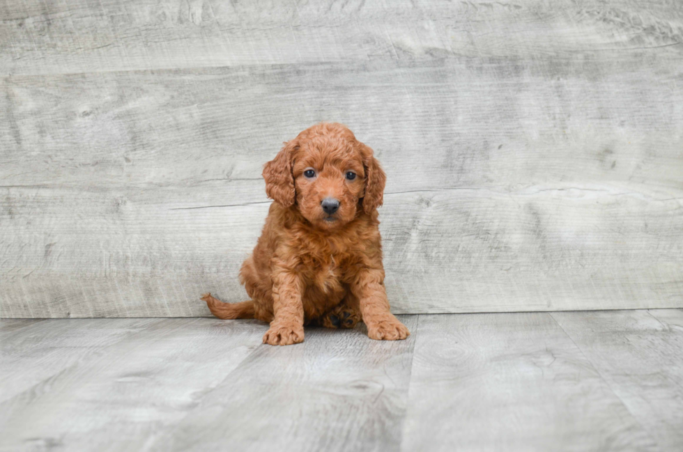 Happy Mini Goldendoodle Baby