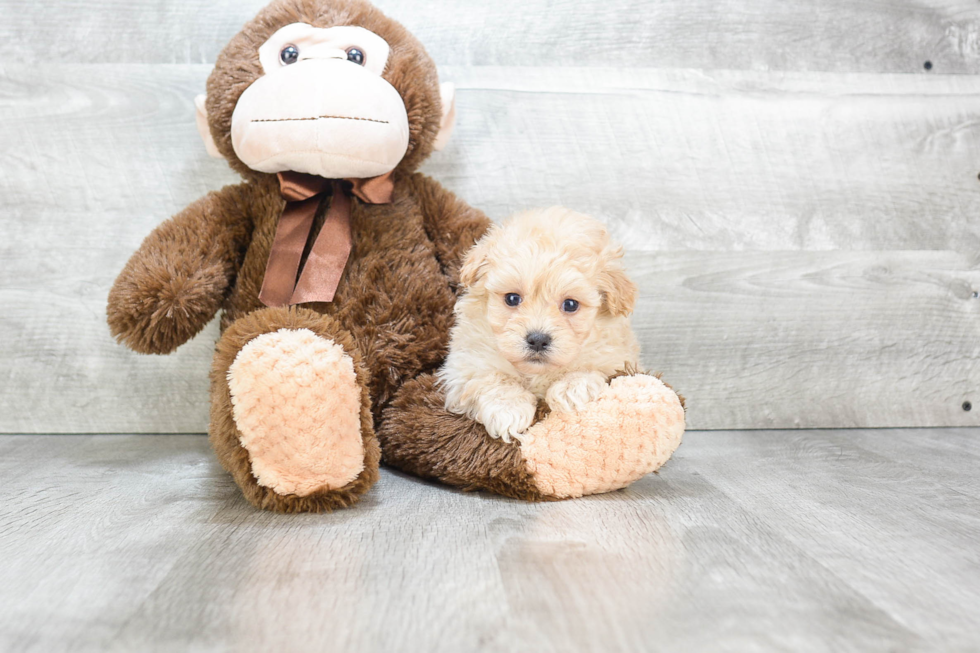 Adorable Maltepoo Poodle Mix Puppy