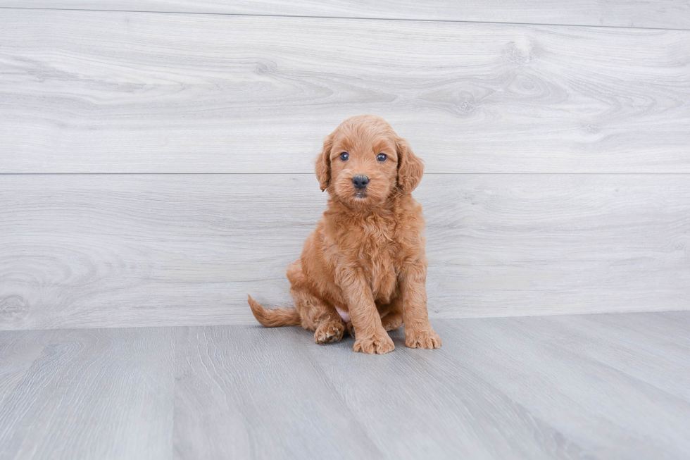 Mini Goldendoodle Puppy for Adoption