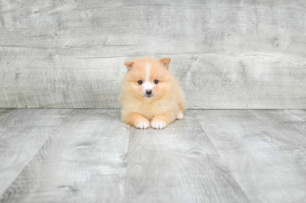 Best Pomeranian Baby
