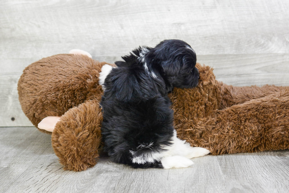 Best Havanese Baby