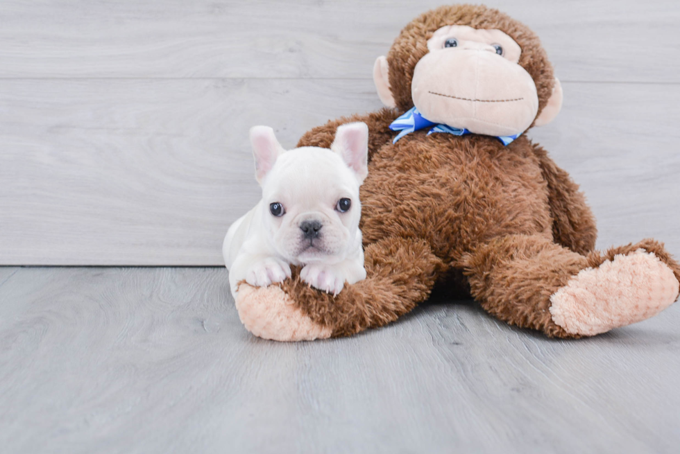 Small French Bulldog Baby