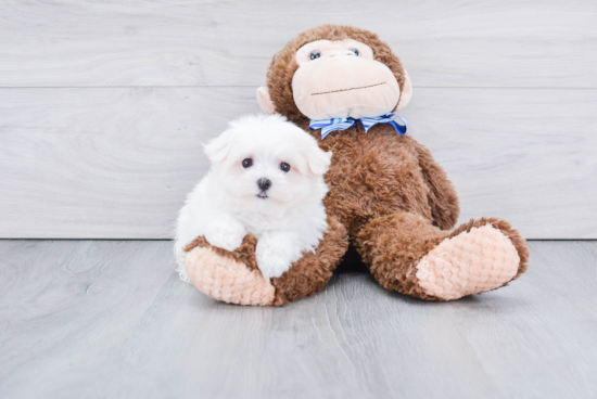 Maltese Pup Being Cute