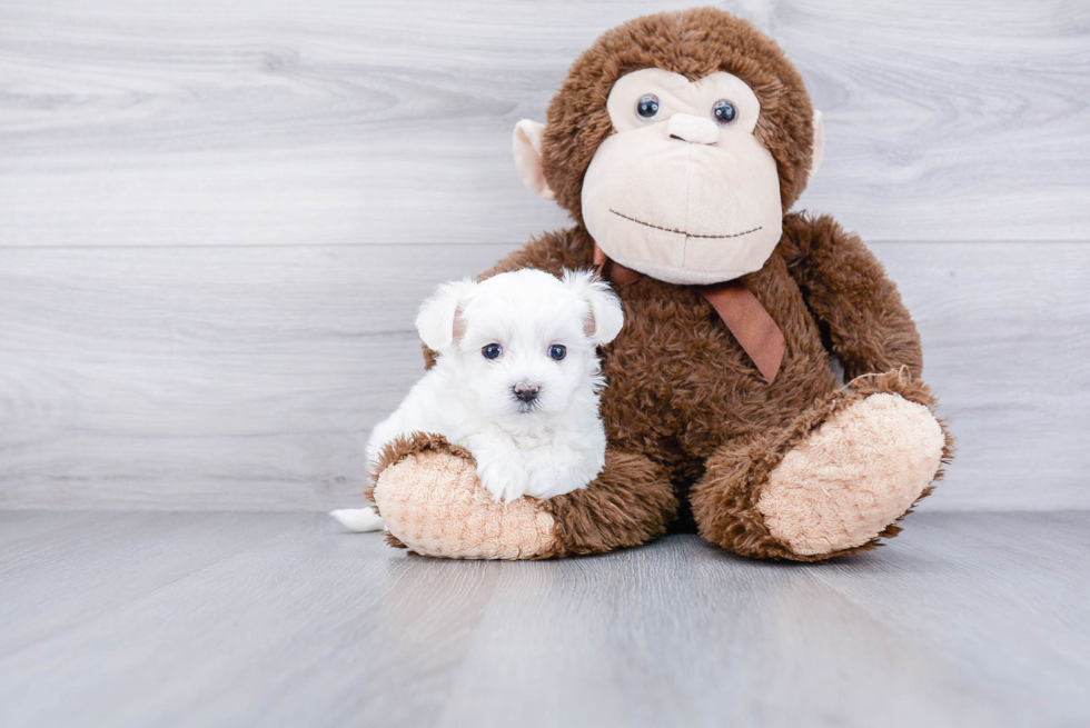 Smart Maltipoo Poodle Mix Pup