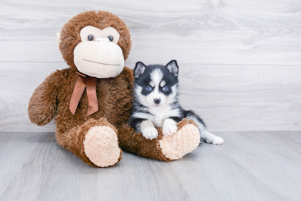 Pomsky Pup Being Cute