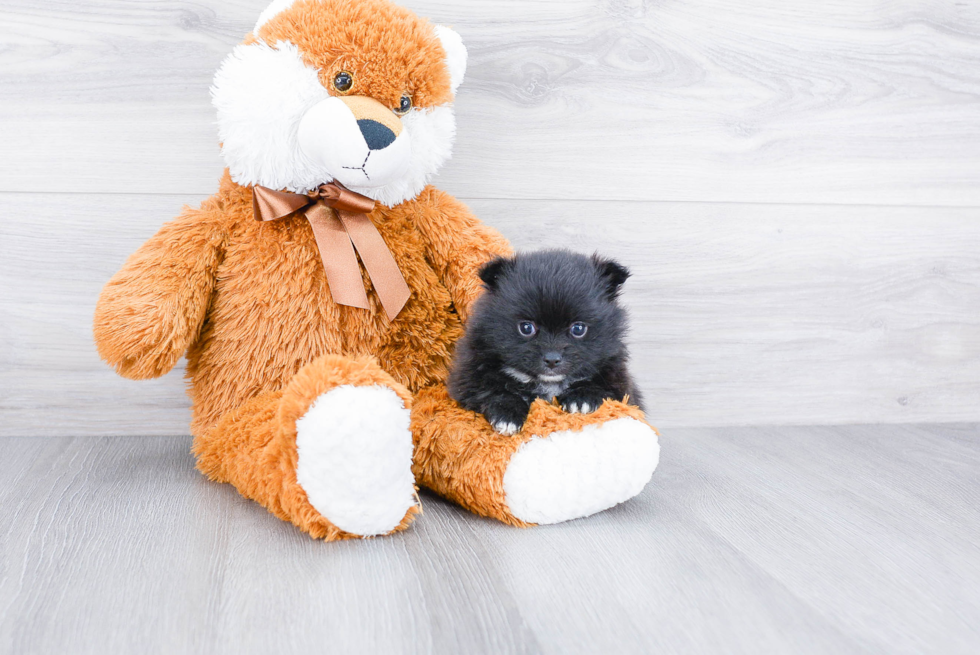 Sweet Pomeranian Purebred Puppy