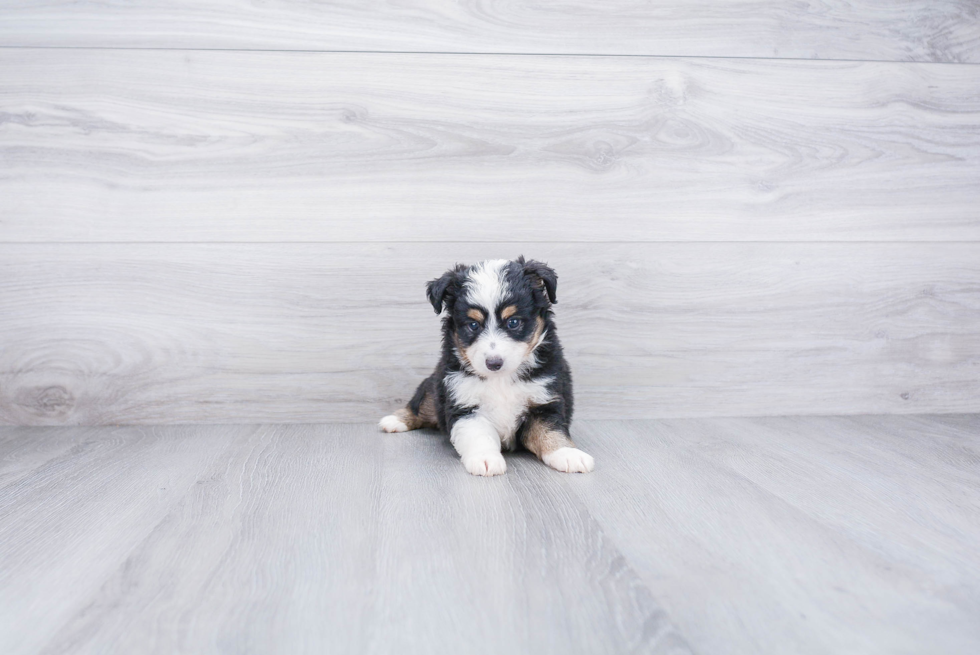 Funny Mini Aussiedoodle Poodle Mix Pup