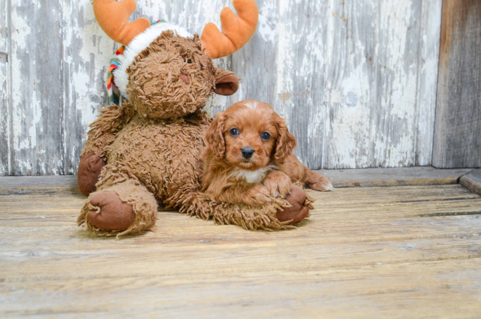 Cute Cavapoo Baby