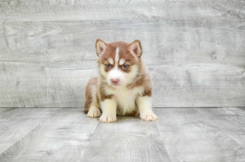 Best Pomsky Baby