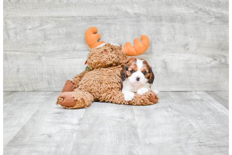 Cute Cavachon Baby