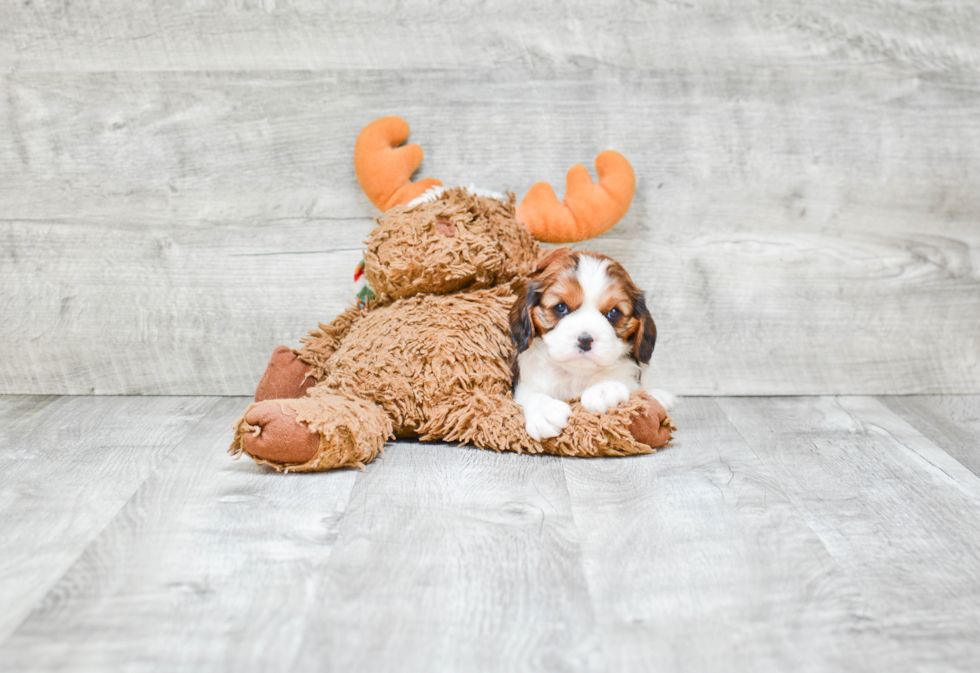 Cute Cavachon Baby