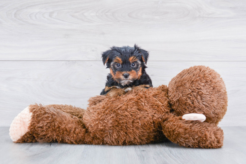 Meet Rebecca - our Yorkshire Terrier Puppy Photo 