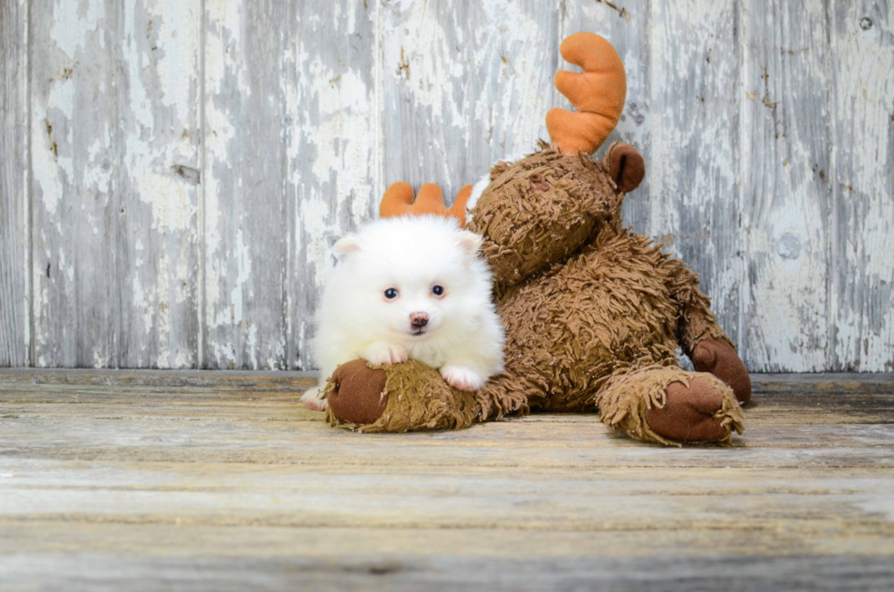 Pomeranian Puppy for Adoption